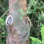 Eichenprozessionsspinner (EPS) Raum Gartow 2018 